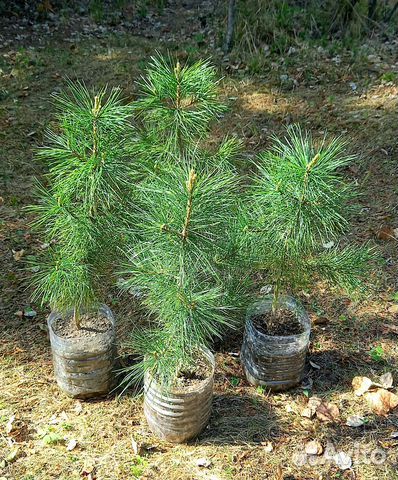 Саженцы кедра сибирского купить в Екатеринбурге | Товары для дома и ...