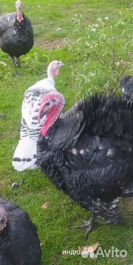 Индюки, индюшки