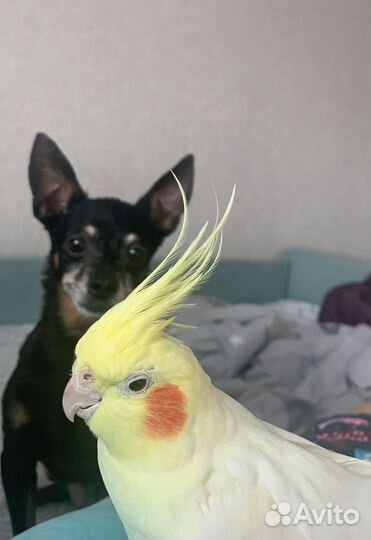 Попугай корелла говорящий