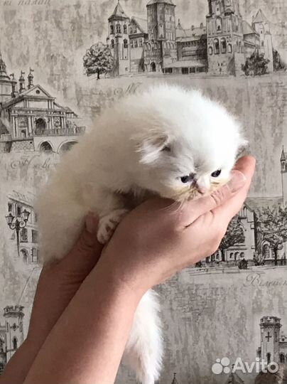 Котятки медвежатки