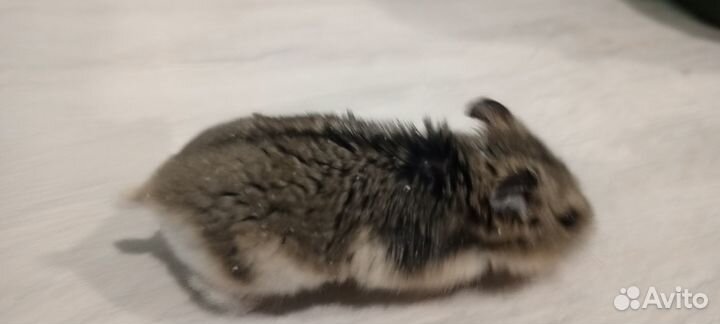 Джунгарский хомяк, мальчик и девочка