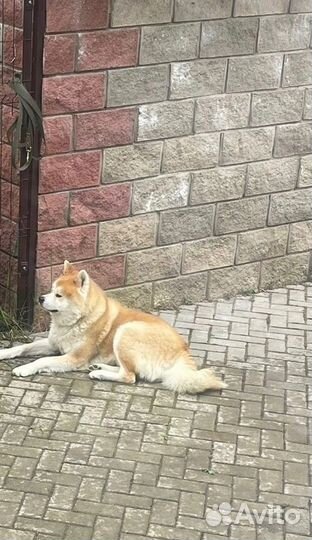 Щенки Акита ину