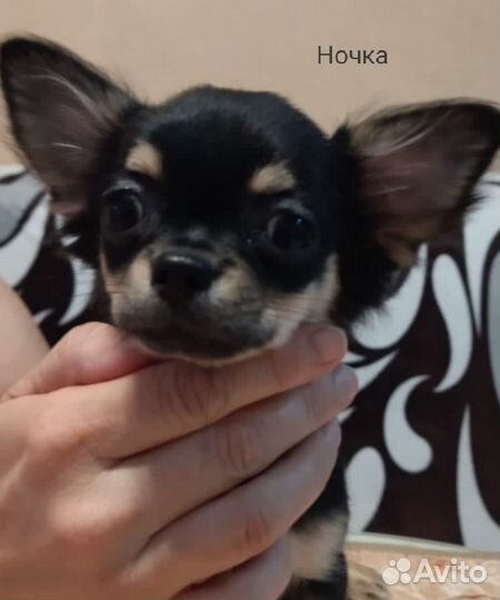 Щенки чихуахуа длинношерстные