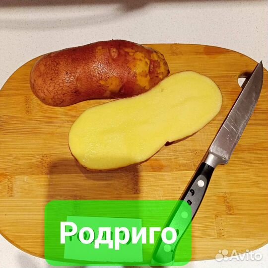 Картошка семенная сверхурожайные сорта