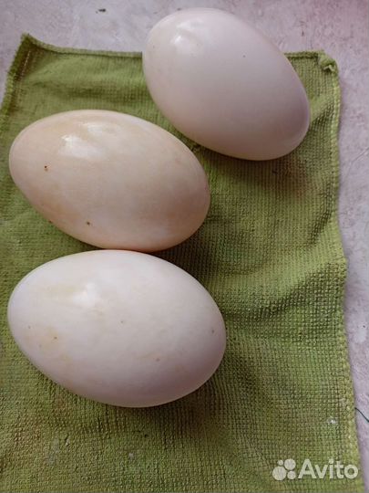 Яйцо гусиное