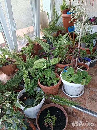 Комнатные цветы