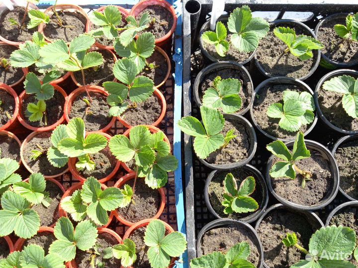 Саженцы земляники садовой