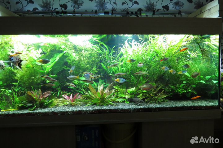Аквариум