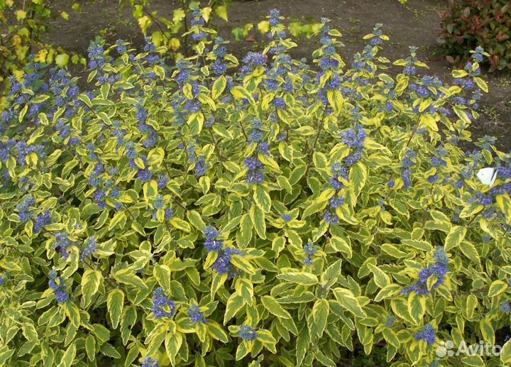 Кариоптерис кладоненский (пестролистный)