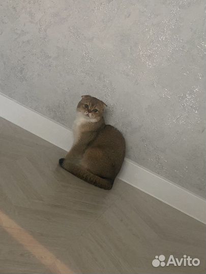 Золотая шиншилла кот