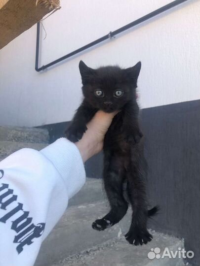 Котята британской кошки