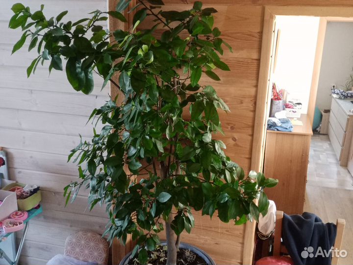 Дерево Лимон