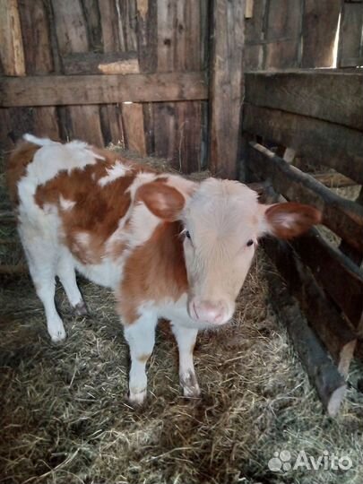 Продам телят