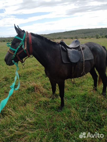 Продам жеребца