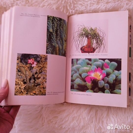 Книга Фен-шуй