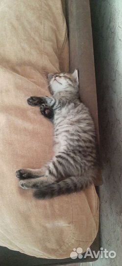 Кошки шотландцы