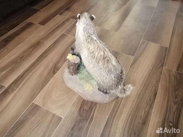 Продам чучело барсука