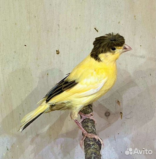 Канарейки и кенары, март 2023