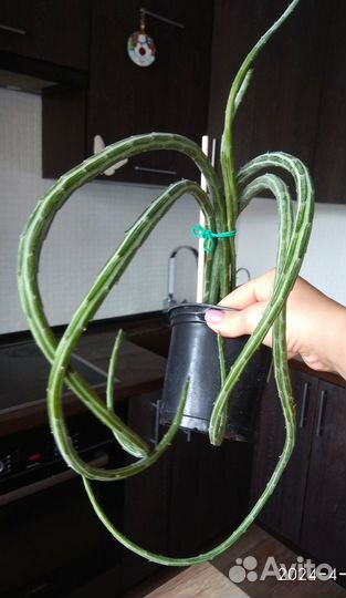 Сенецио Стапелиеформис(Крестовник)