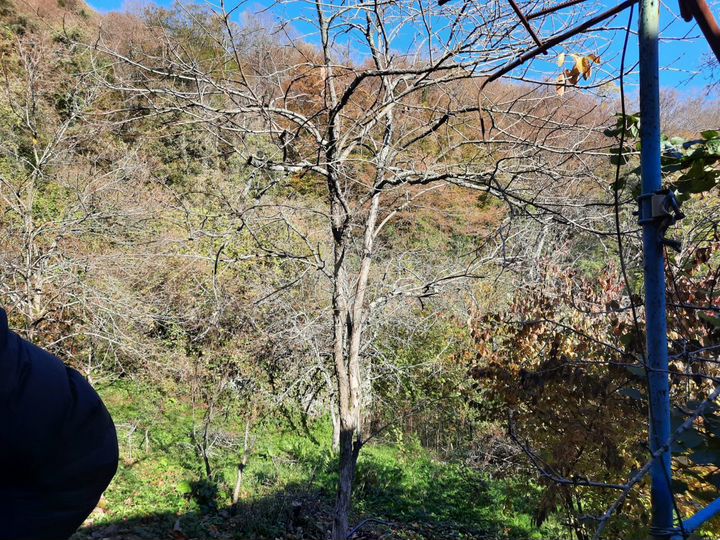 Участок 6 сот. (СНТ, ДНП)