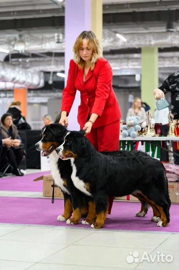 Услуги профессионального хендлера