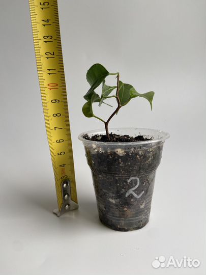 Фикус вианди