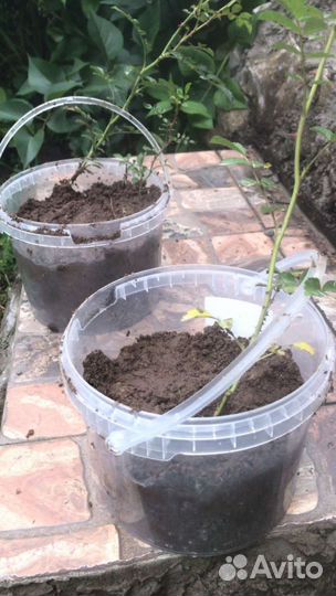 Роза плетистая