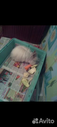Клетка для грызунов большая