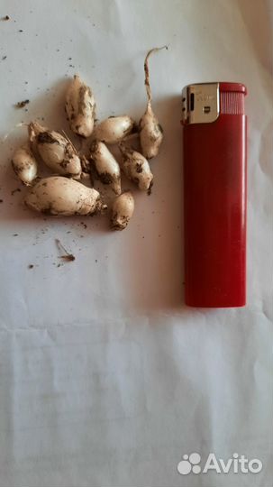 Луковицы ифейона для сада