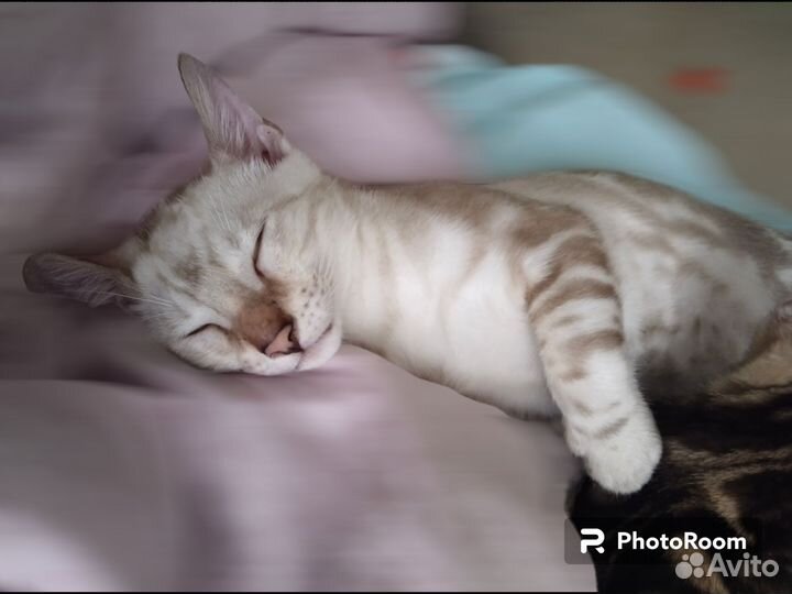 Бенгальский снежный котенок с документами