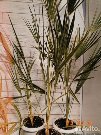 Трахикарпус Форчуна