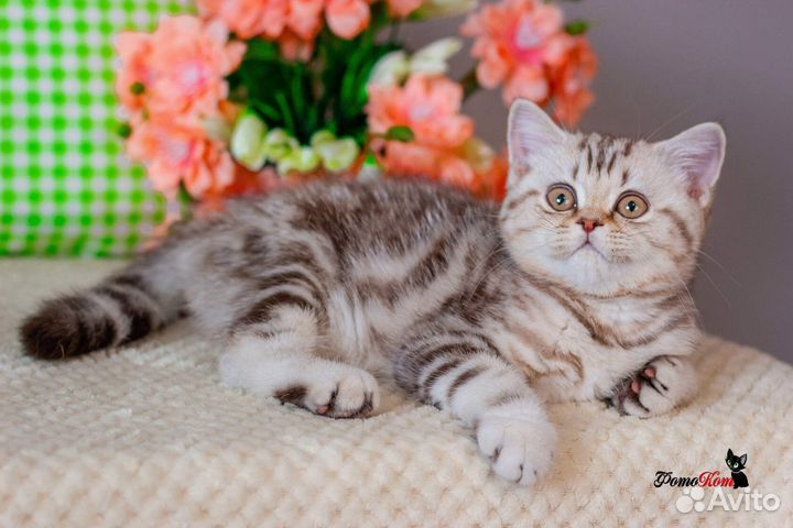 Британская девочка