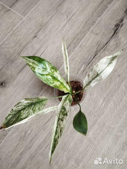 Спатифиллум