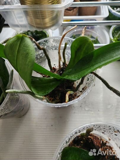 Орхидея фаленопсис