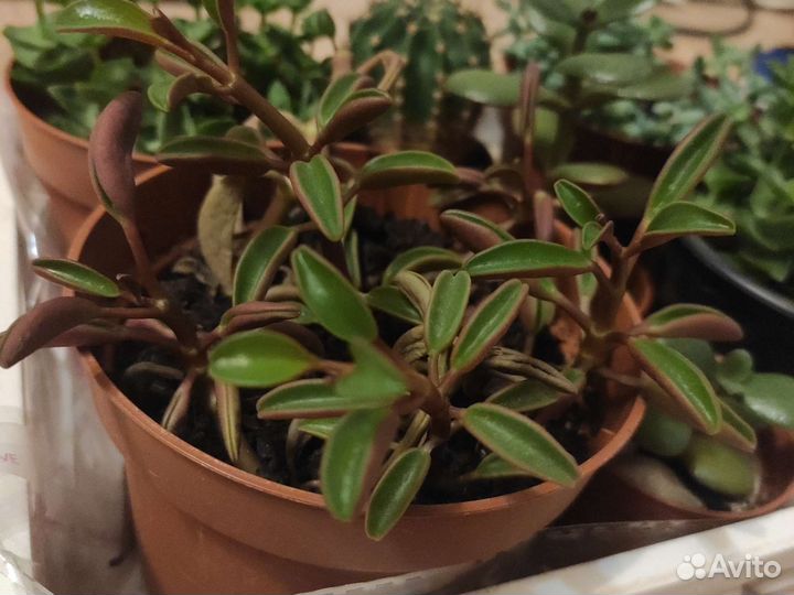 Суккуленты