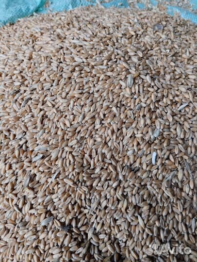 Комбикорм, зерно, дробленка доставка