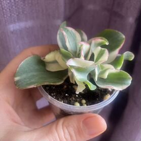 Crassula,толстянка,денежное дерево,крестовник