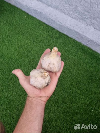 Чеснок домашний