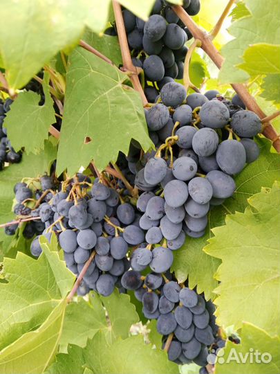 Виноград Изабелла/Молдова