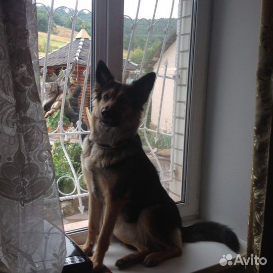 Передержка для ваших питомцев