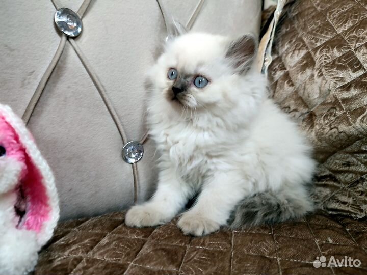 Мальчик хайленд страйт