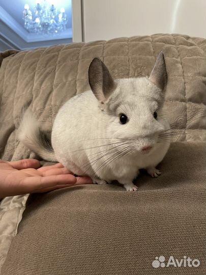 Шиншилла белый вильсон