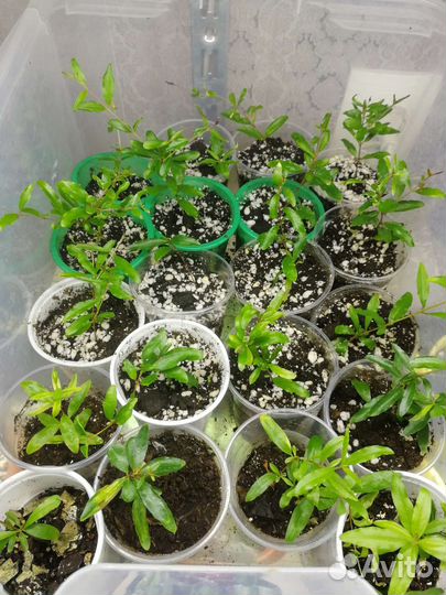 Гранат декоративный