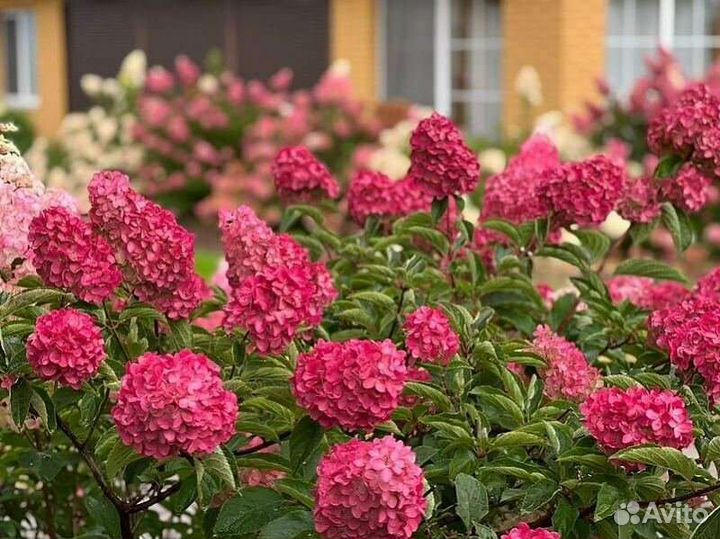 Гортензия Фрайз Мальба