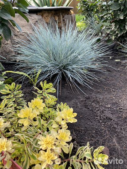 Овсянница сизая (большие кочки)