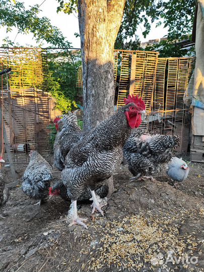 Инкубационное яйцо мехеленская кукушка