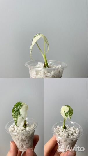 Алоказия фрайдек вариегатная