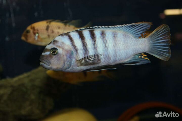 Цихлиды и другие рыбки