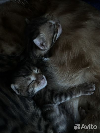 Бенгальские котята