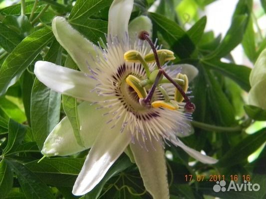 Цветущая комнатная лиана - пассифлора